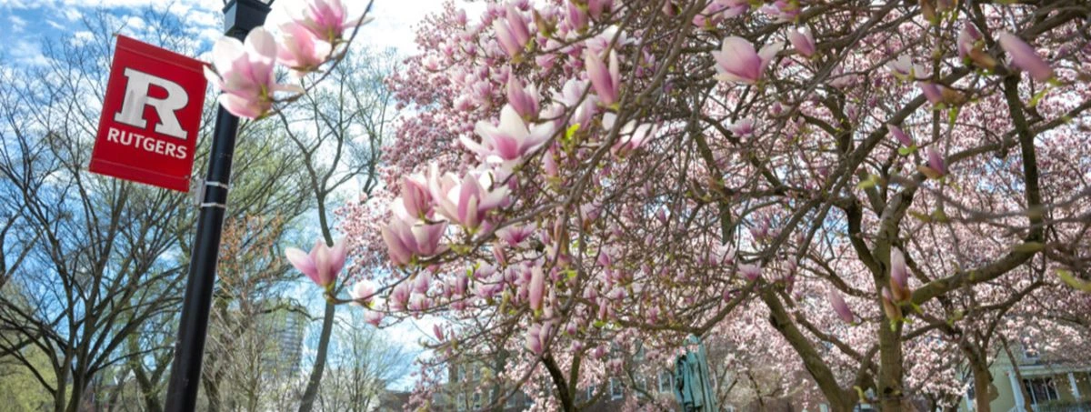 Pink blossoms on trees on the Rutgers campus. Streetlight nearby has a Rutgers banner hanging from it